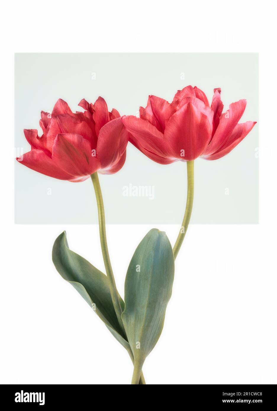 Two red Double Tulips 'Queen of Hearts' Stock Photo