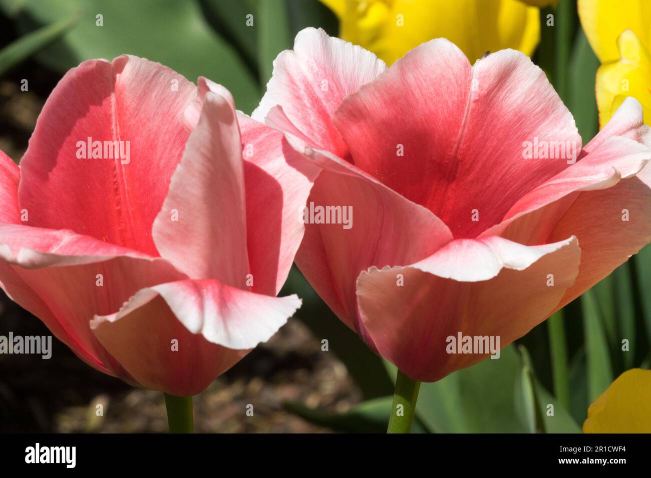 Tulip 'Apricot Impression', Darwin Tulip, Open, Tulips, Flowers, Apricot, Colour Stock Photo