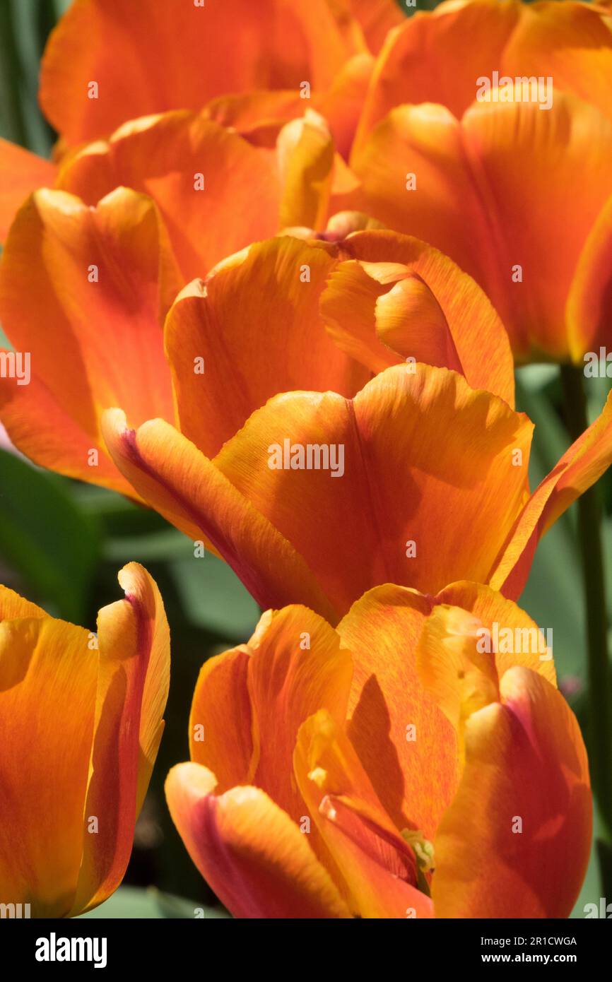 Orange, Darwin Tulip 'Marit' Stock Photo