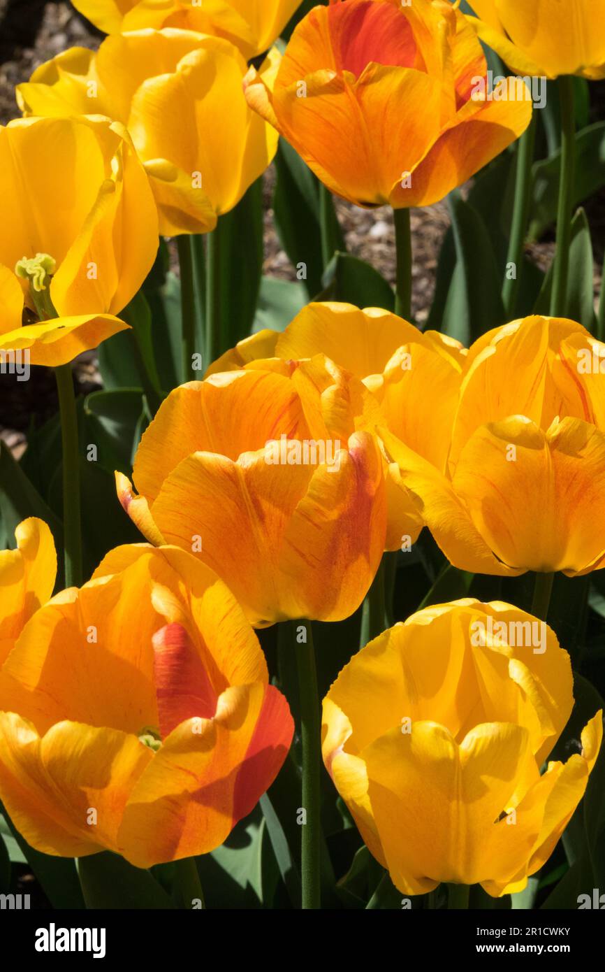 Tulip 'Beauty of Apeldoorn', Orange tulips, Darwin Tulip, Cultivar Stock Photo