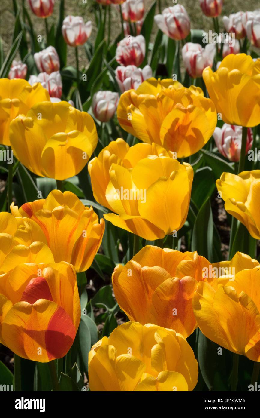 Tulipa 'Beauty of Apeldoorn', Darwin hybrid, Cultivar, Tulip in garden Stock Photo