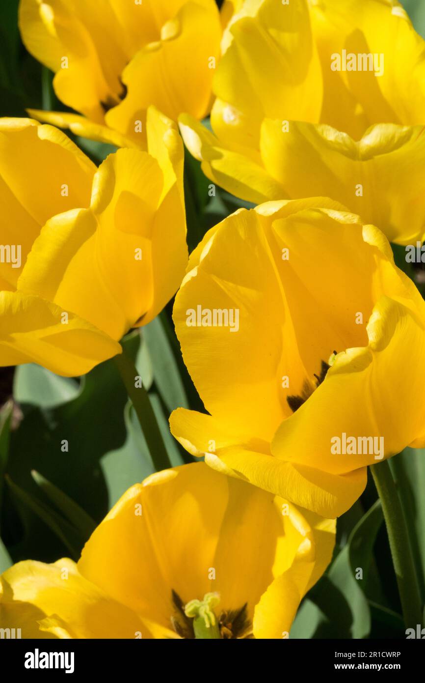 Yellow Tulips, Darwin Tulip 'Golden Apeldoorn' Stock Photo