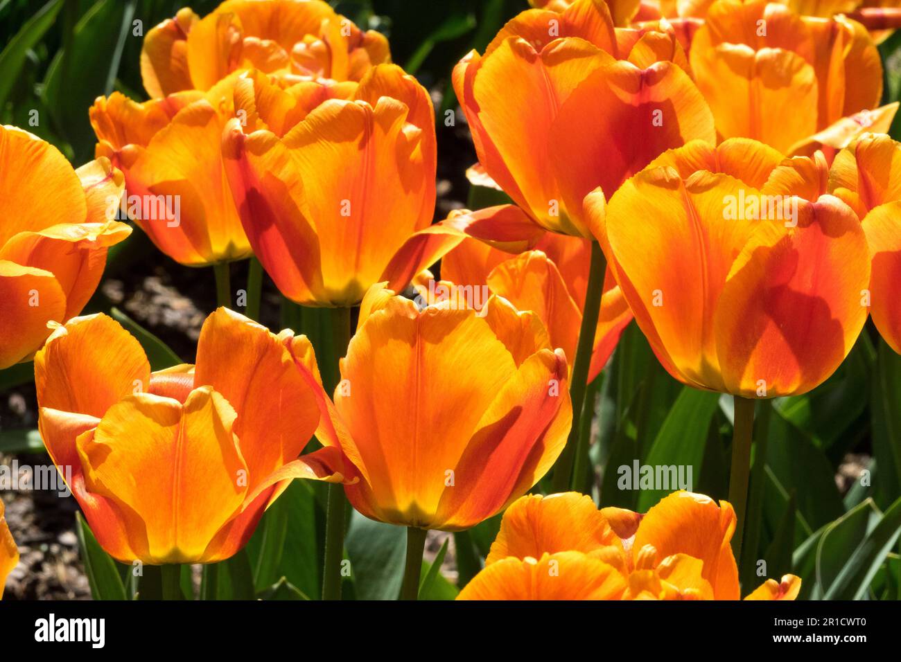 Orange Tulips, Flowers 'Tulipa Cash', Garden, Group, Beautiful Orange flowers Stock Photo