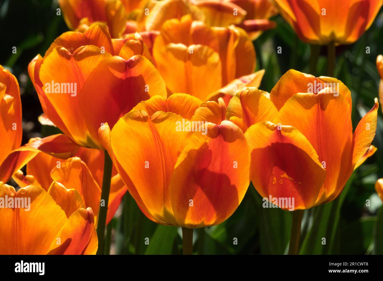 Orange Tulips, Flowers 'Tulipa Cash', Orange Garden Tulips Beautiful Darwin hybrid Group, Spring Stock Photo