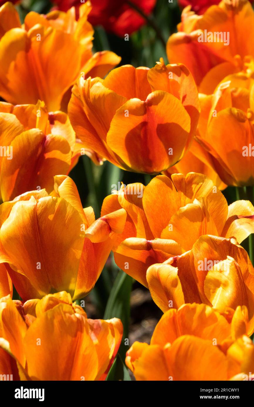 Orange Tulips, Flowers 'Tulipa Cash', Garden, Group Stock Photo