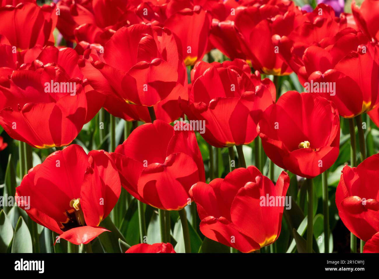 RedTulips, Group, Tulipa 'Apeldoorn' Tulip Stock Photo