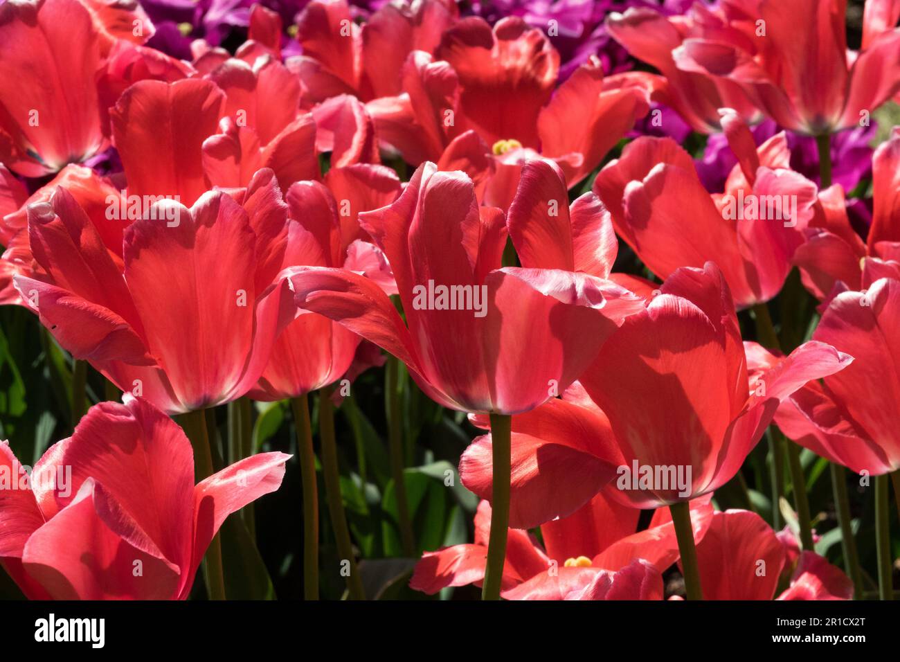 Rose, Bright, Red, Tulip 'Design Impression', Tulips Stock Photo