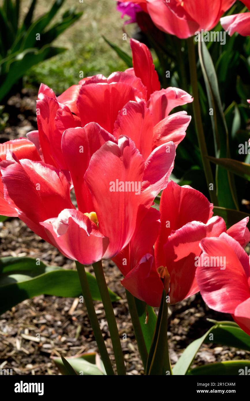 Red, Cultivar, Tulips 'Design Impression', Spring, Garden Stock Photo