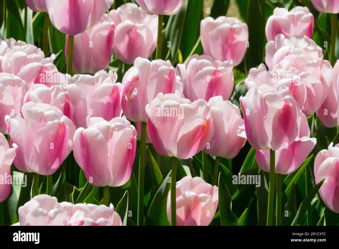 Tulipa 'Ollioules' Tulip, Pink White, Darwin hybrid, Tulips, Pink, Bright, Cultivar Stock Photo