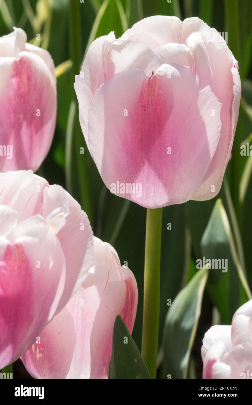 Darwin hybrid, Cultivar, Darwin Tulip, Pink Tulip, Portrait, Tulipa 'Ollioules', Bright, Tulips Stock Photo