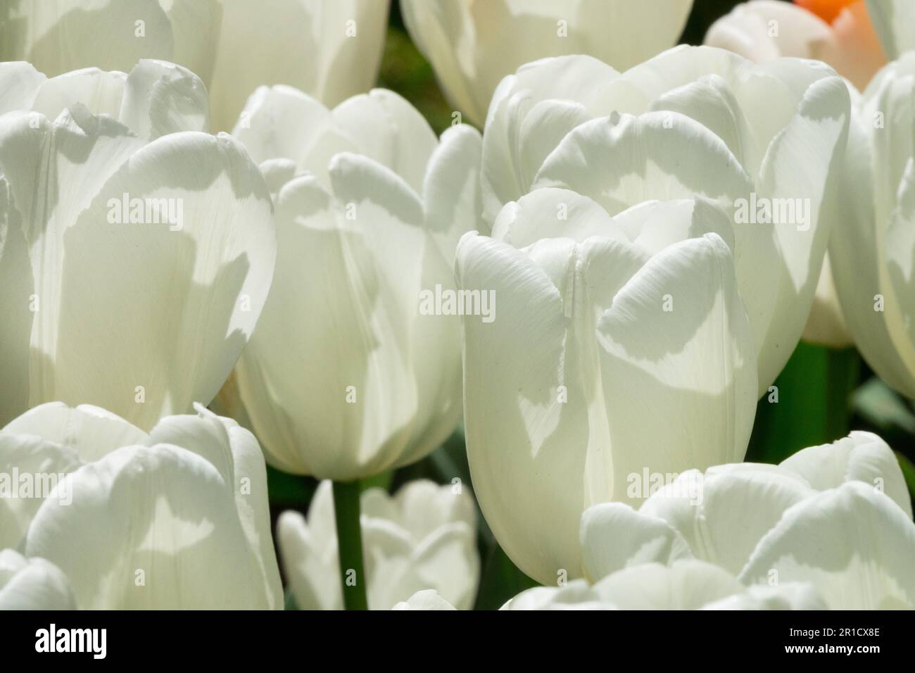 Darwin hybrid, Bright, Colour, White, Tulipa 'Hakuun', Tulips, Sunlit Stock Photo