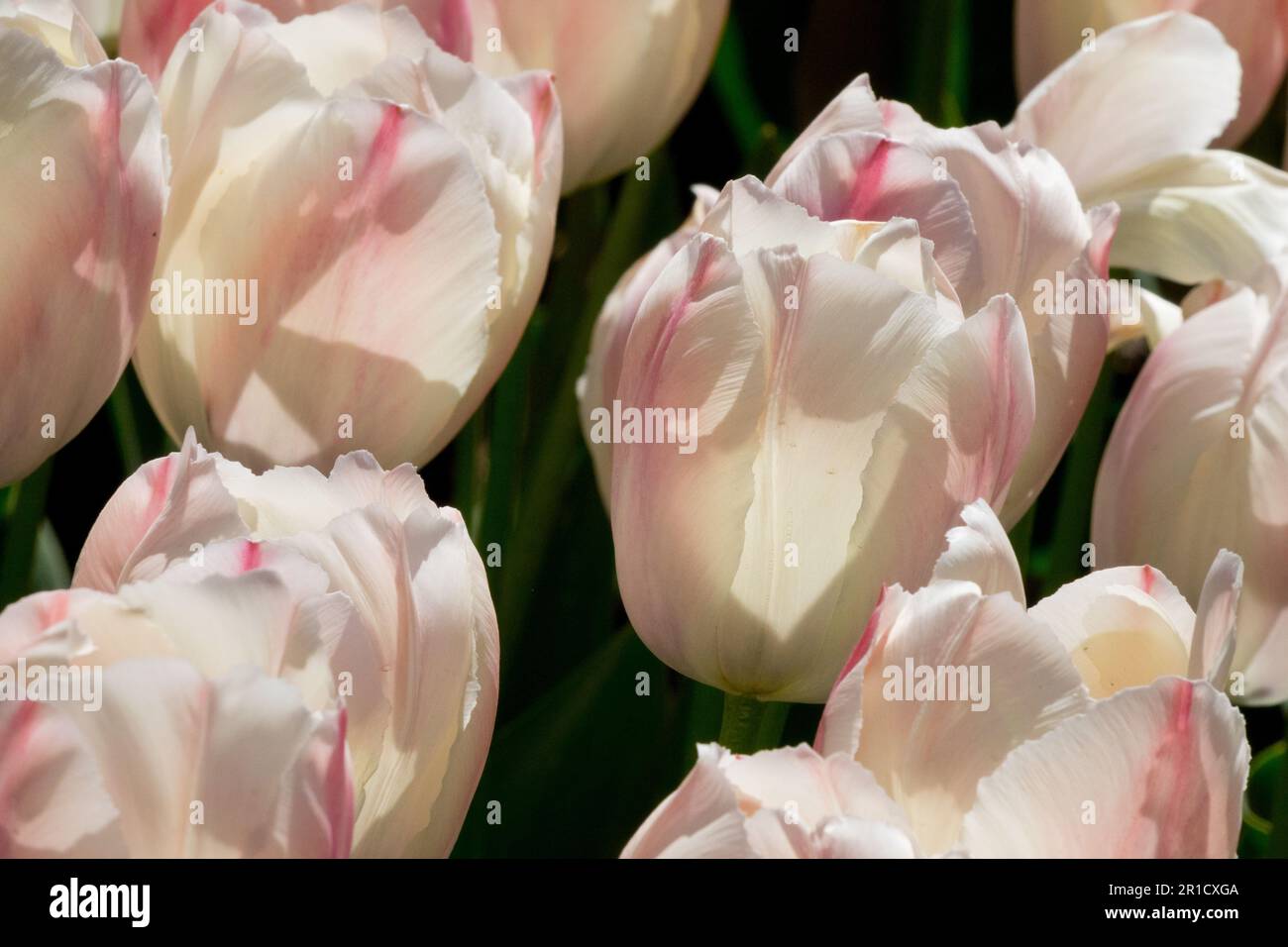 Spring, Season, Tulips 'Van Eijk Salmon', Tulip, Group, Darwin hybrid, Cream, Bright Stock Photo