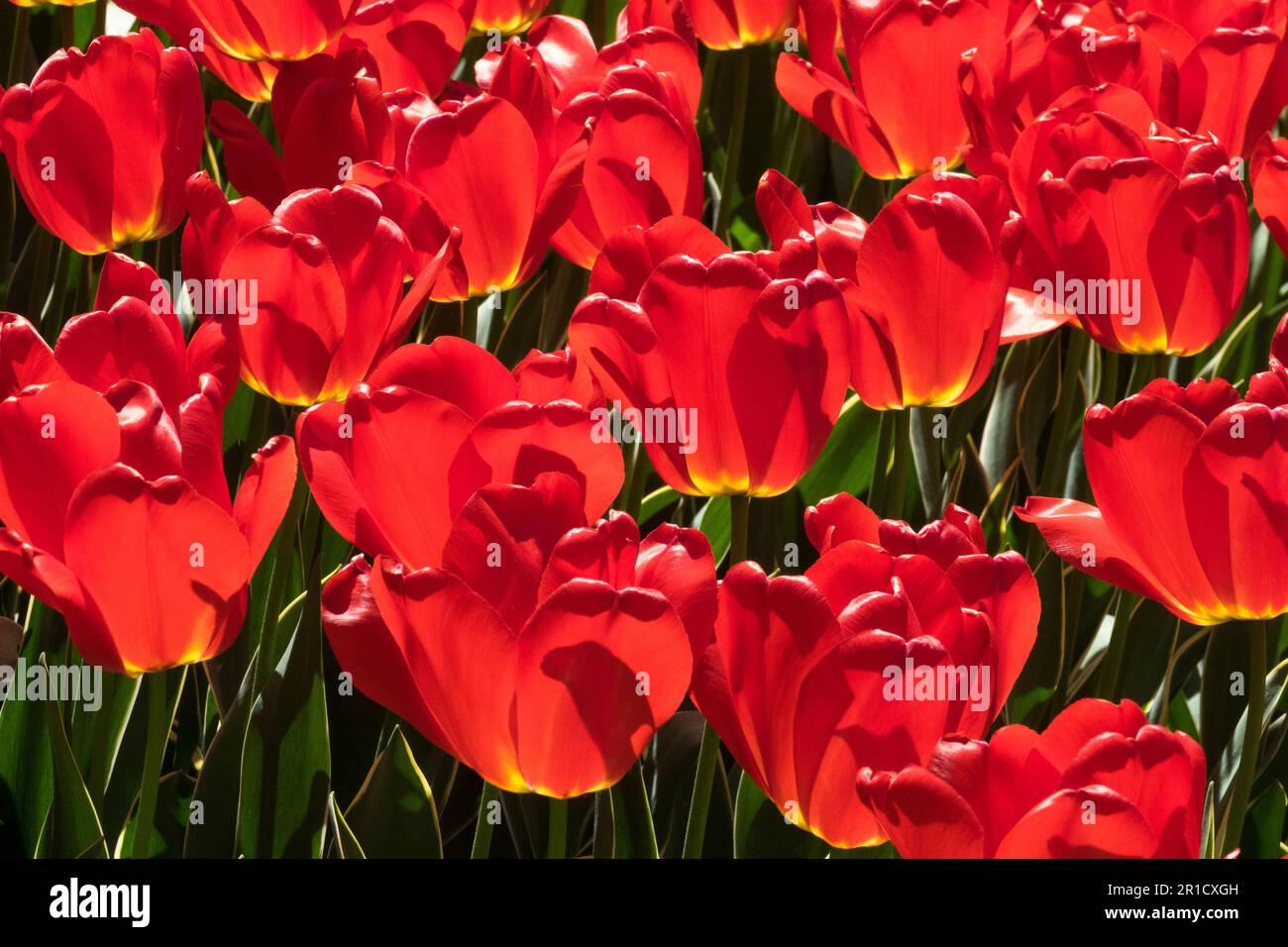Darwin hybrid, Red Tulips 'Parade Design' Stock Photo