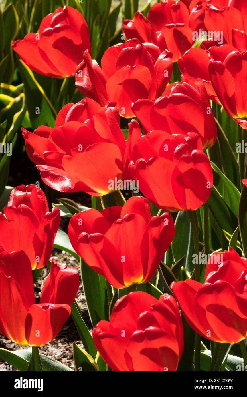 Darwin hybrid, Tulip 'Parade Design' Tulipa, Garden, Flower bed, Red, Tulips Stock Photo