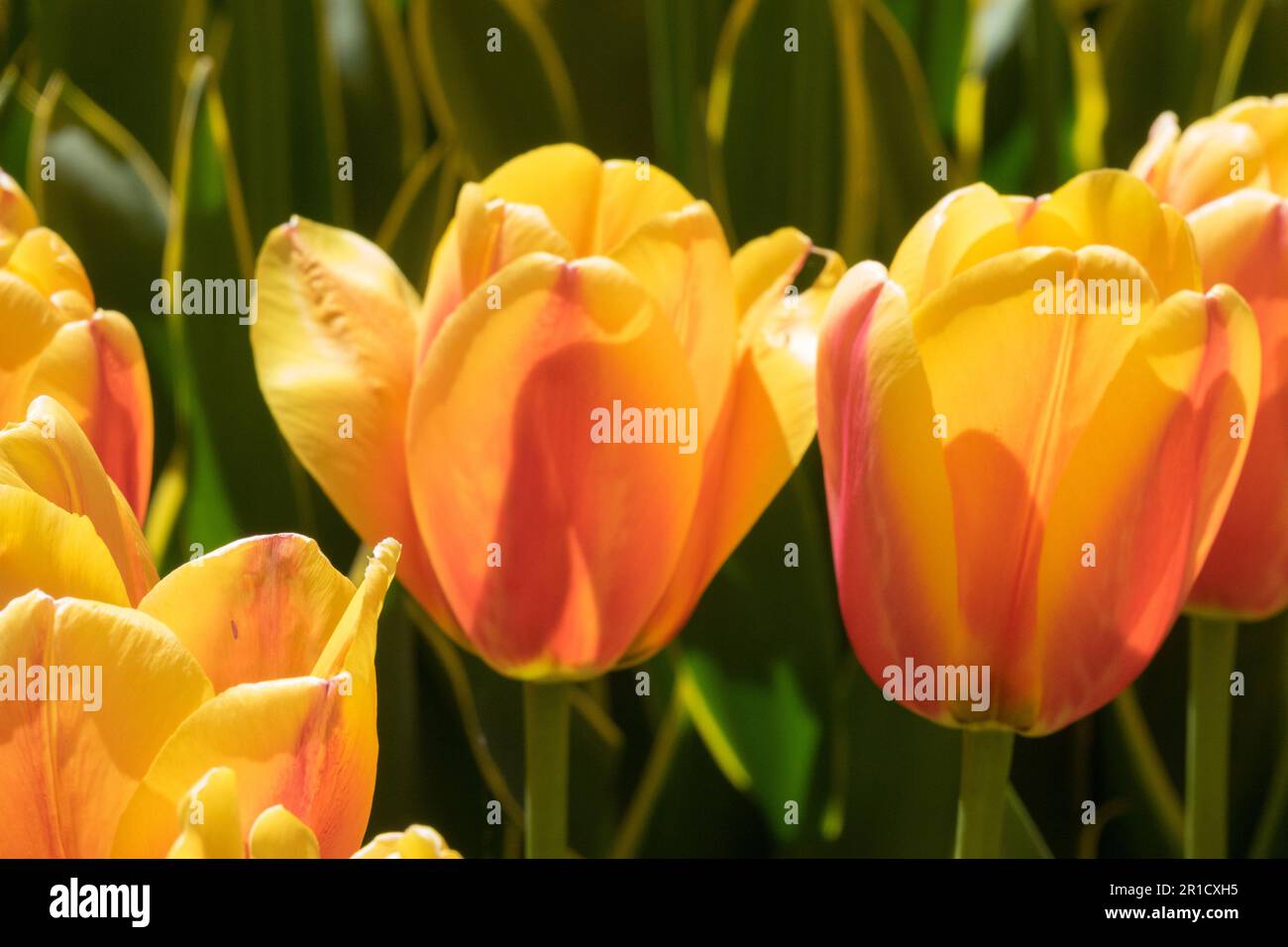Orange, Petals, Tulips, Group, Darwin hybrid, Tulip, Flowers Orange Tulips Cup shaped Tulip 'World Peace' Sunlit Stock Photo