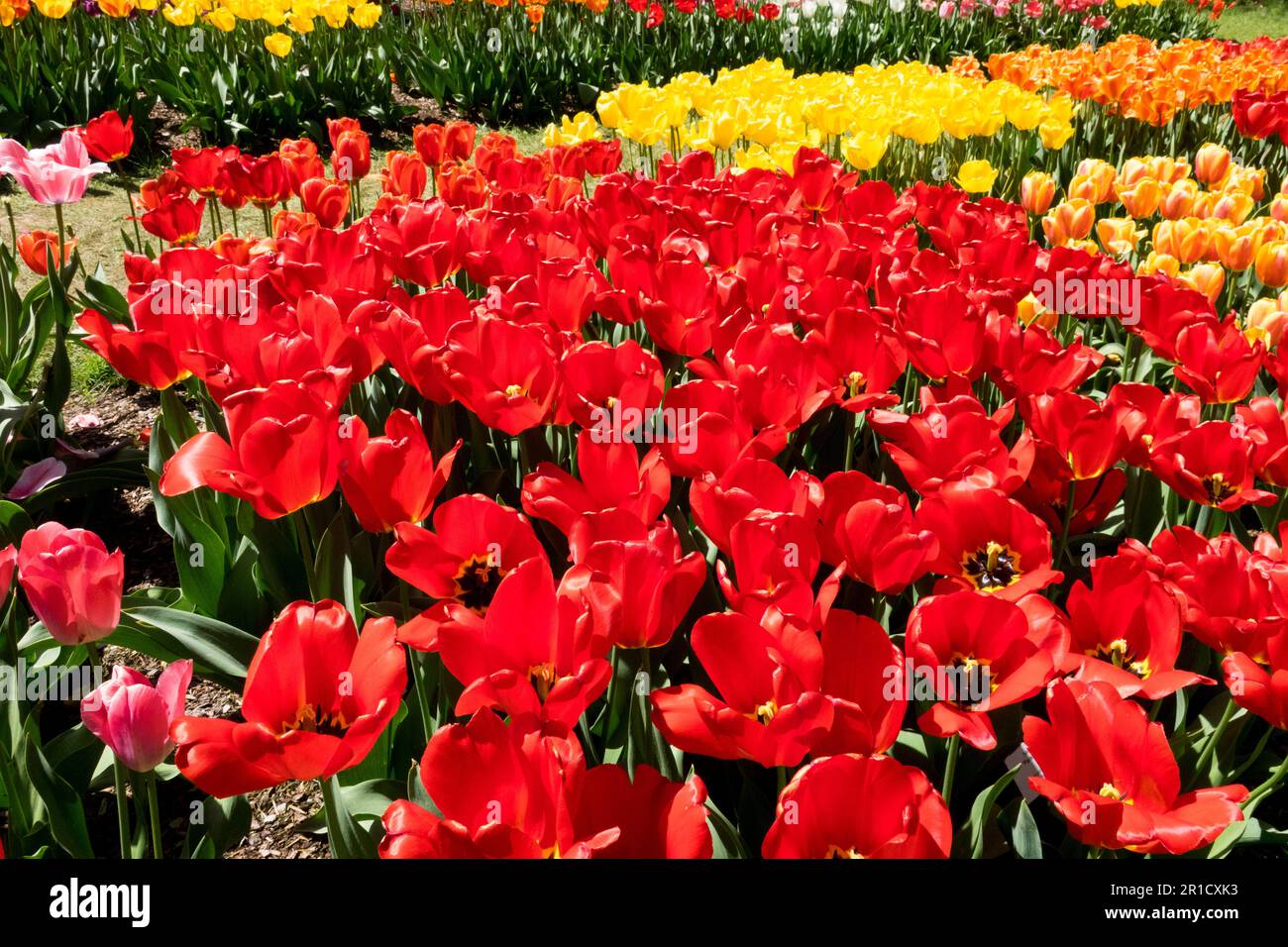 Display of various tulips at Garden Stock Photo