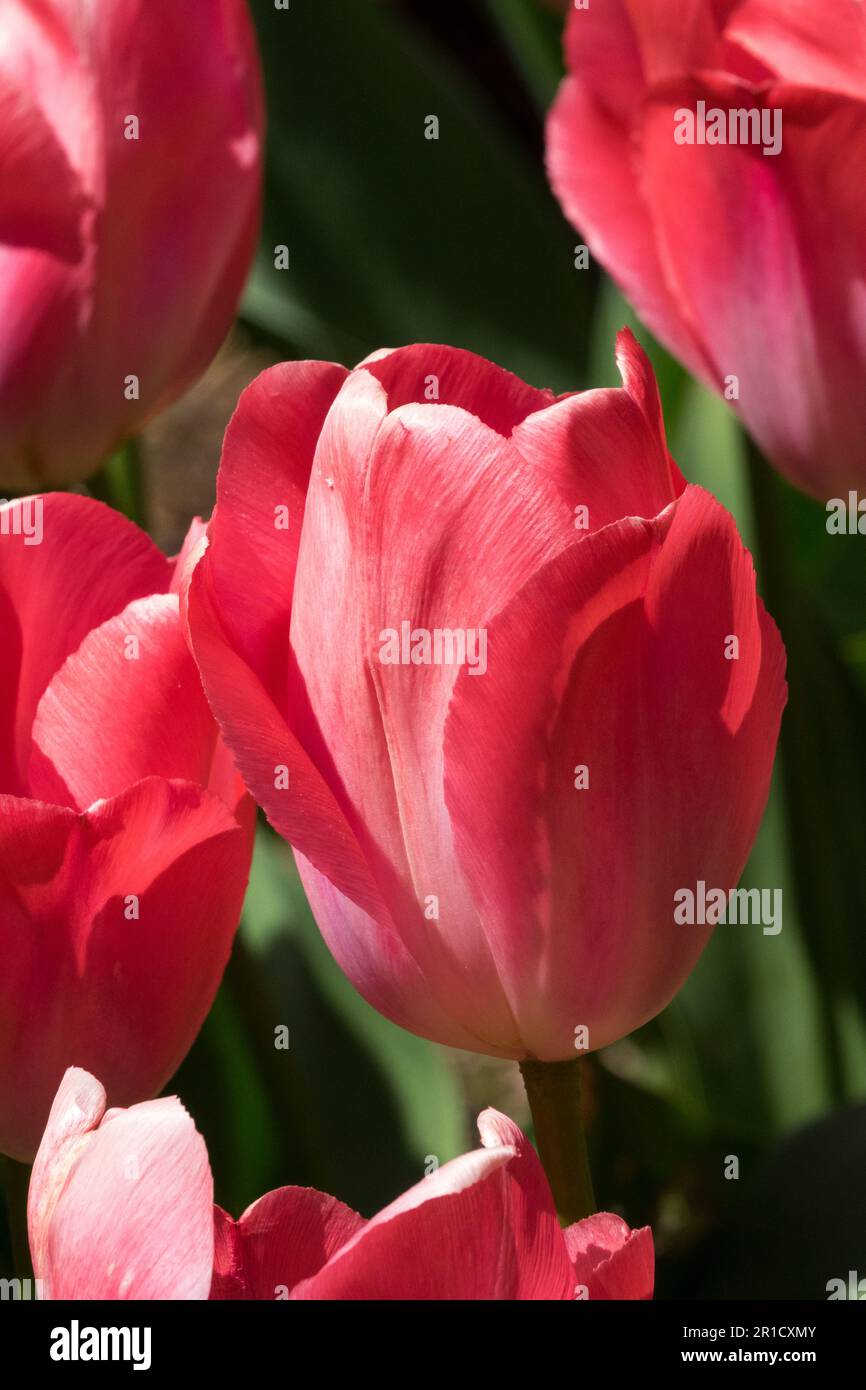 Tulip 'Van Eijk' Tulipa, Darwin hybrid, Cultivar, Bright, Pale, Red, Flowers Stock Photo