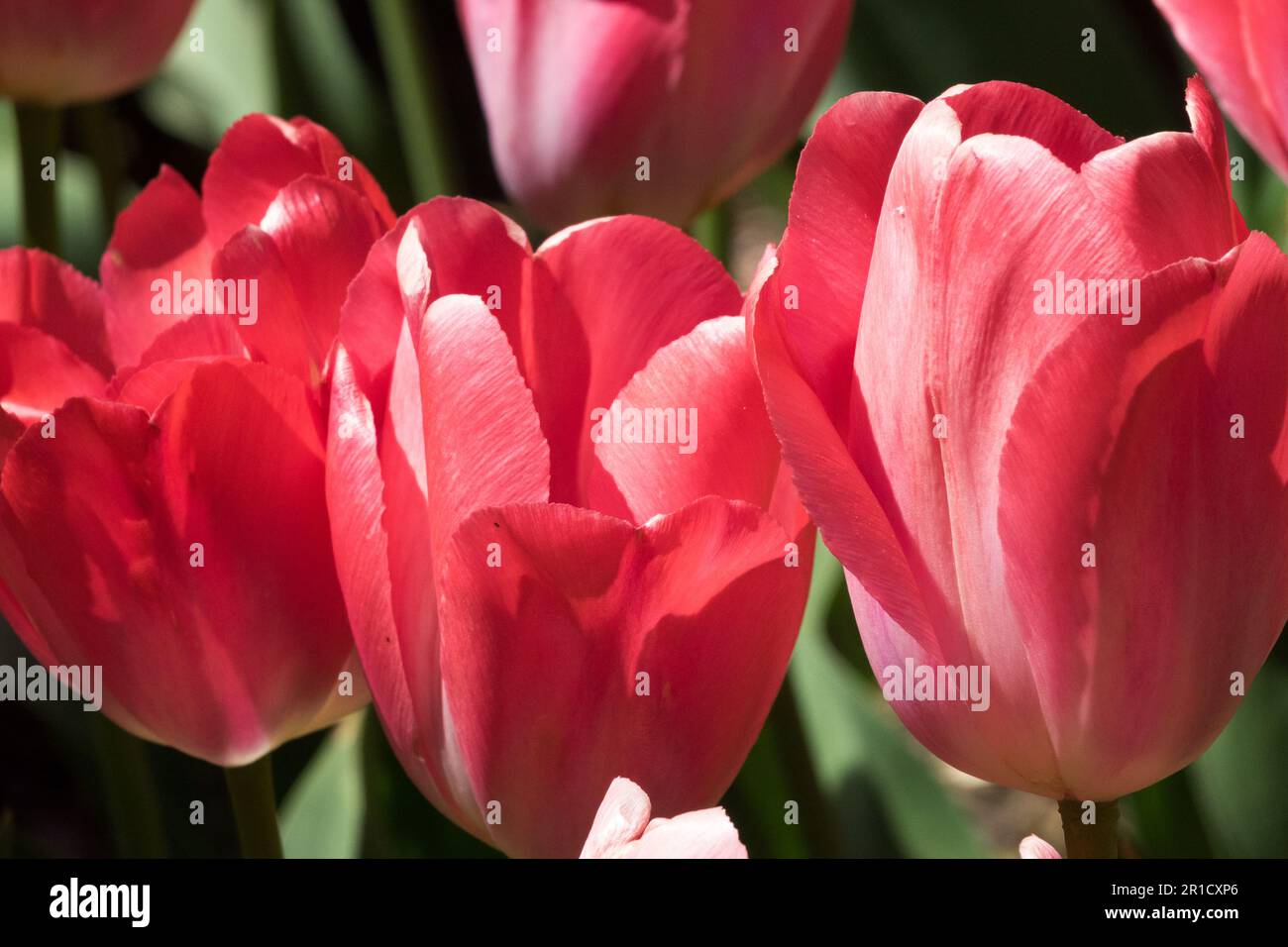 Tulipa 'Van Eijk' Tulip,Red, Pale, Flowers Stock Photo