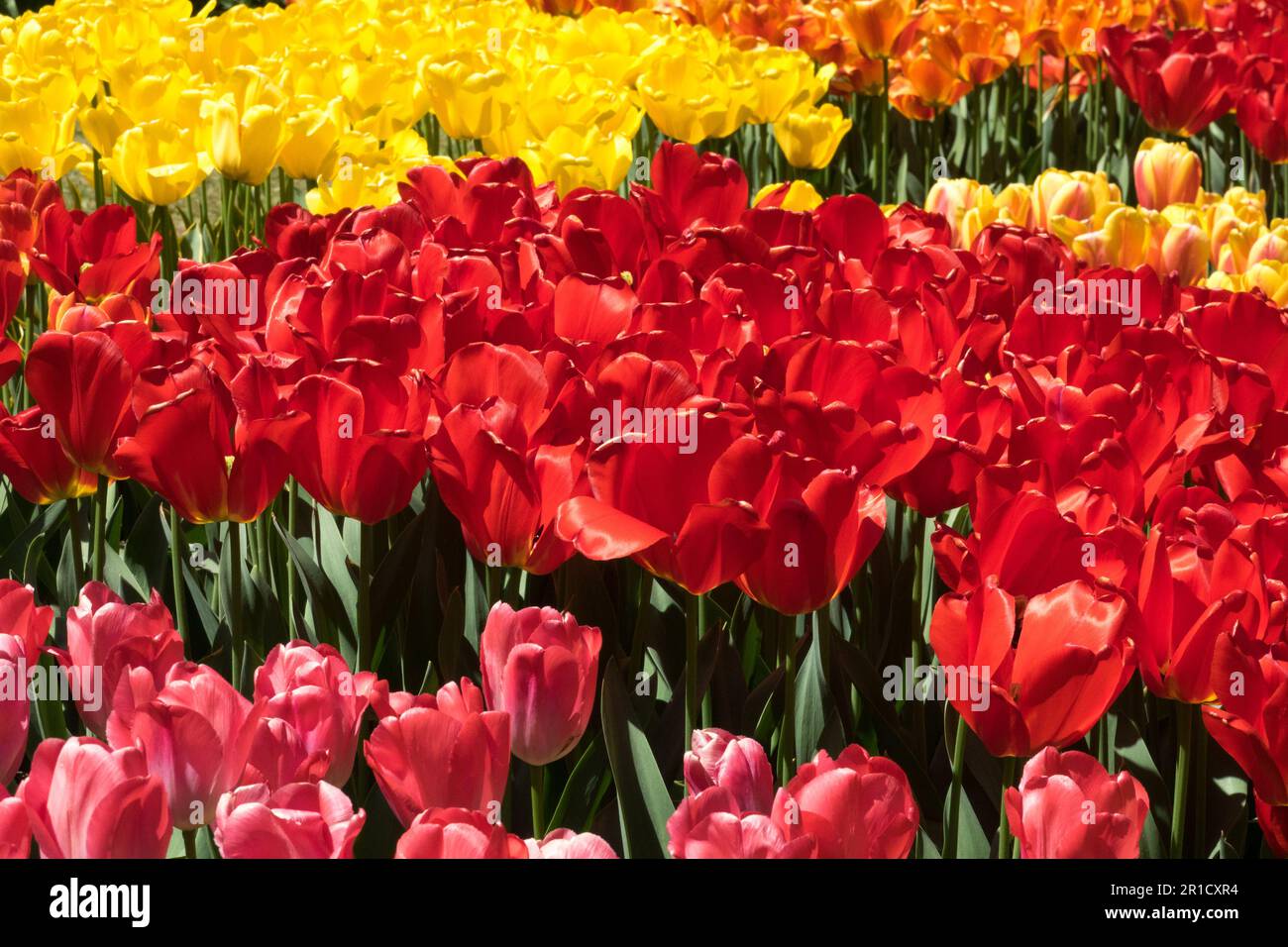 Red, Yellow, Orange, Tulips, Spring, Garden, Bed, Mix, Flowers, Group Stock Photo