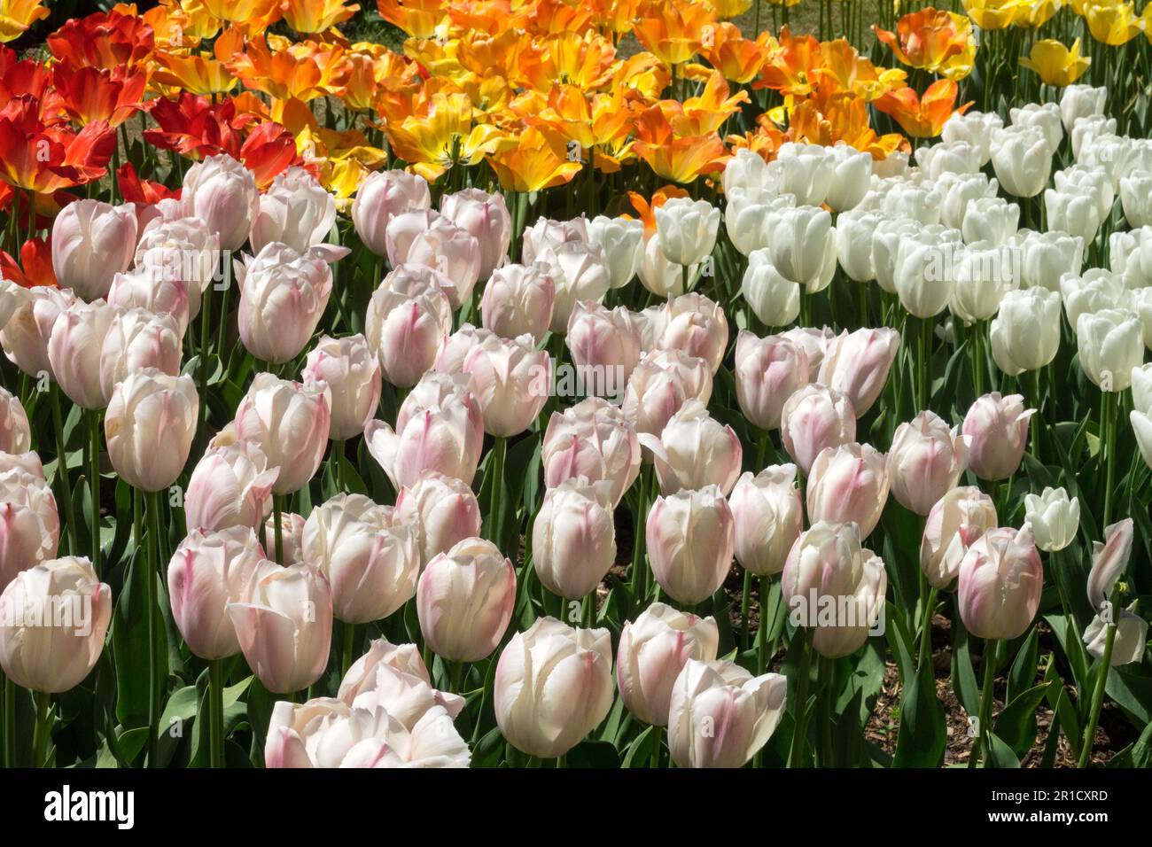 Wide colour range, Display, Flower Bed, Tulips, Mixed, Spring, Season, Garden, White Tulipa 'Hakuun', Tulipa 'Van Eijk Salmon', Tulipa 'World Peace' Stock Photo