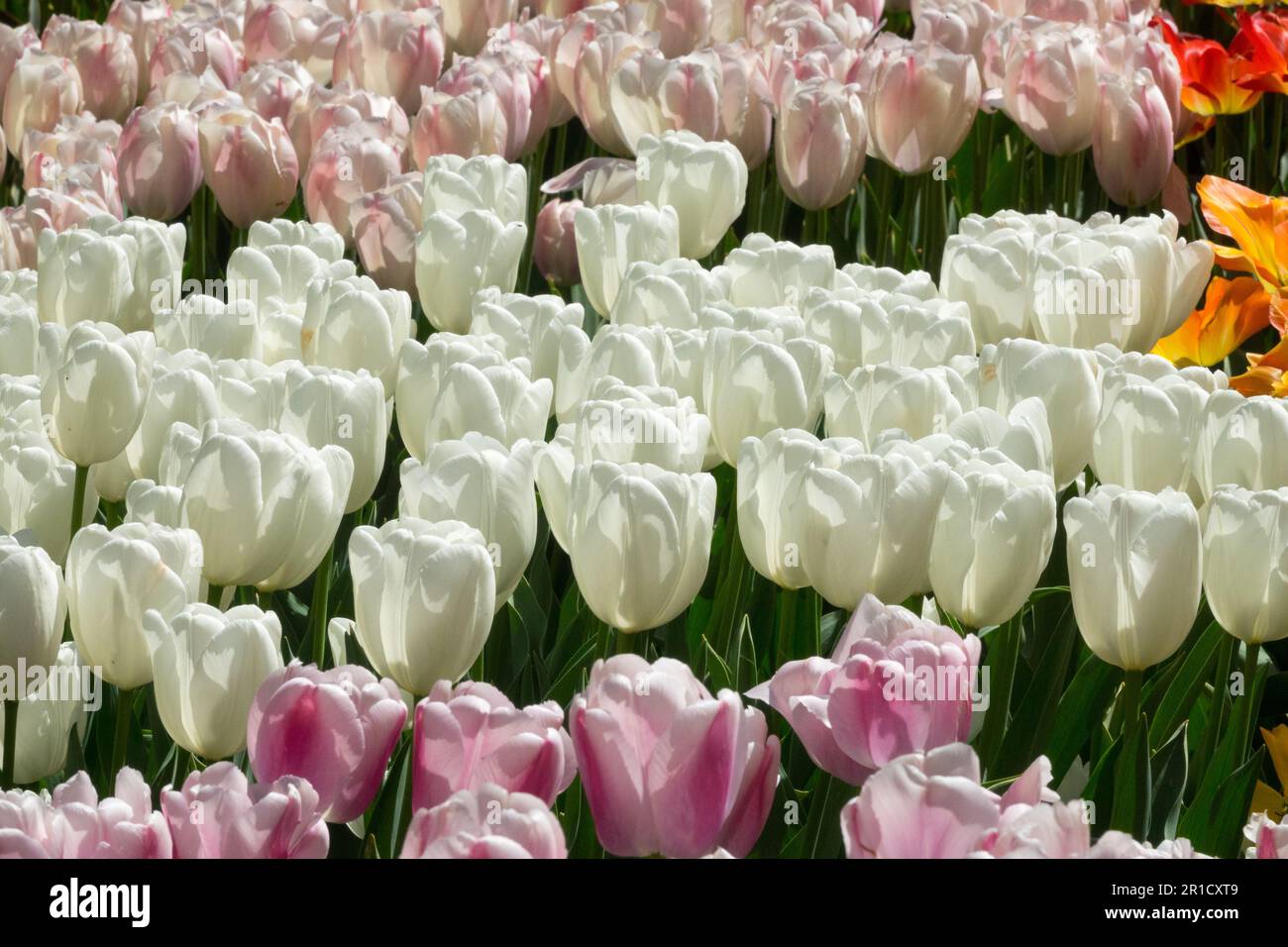 Garden display mixed bright tulips White 'Hakuun', Blooming, Cultivars Stock Photo