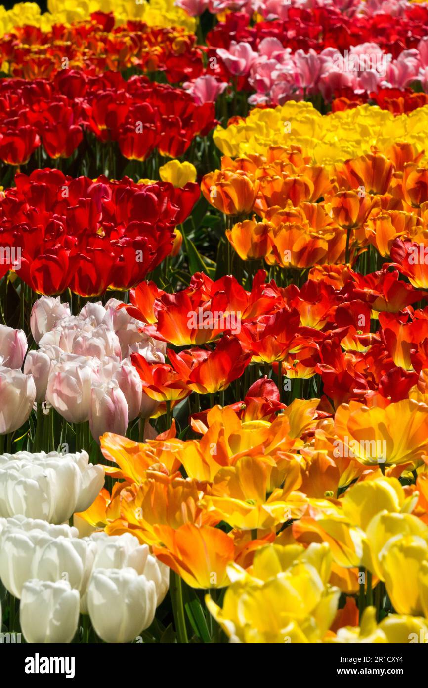 Multicolour, Display, Flower Bed, Garden, White, Orange, Red, Yellow, Tulips Mixed Stock Photo