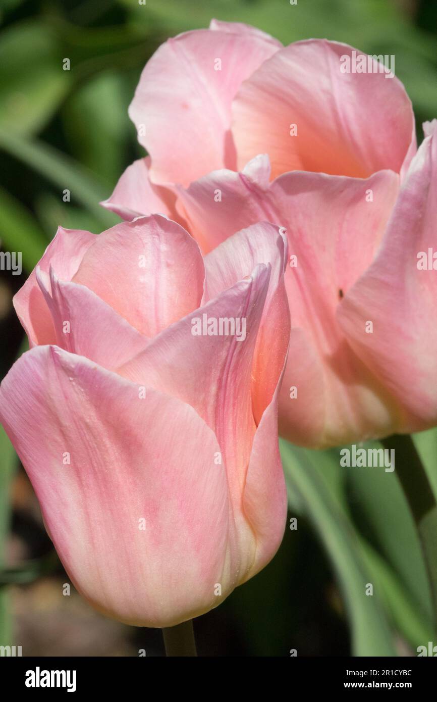 Beautiful, Tulips 'Mango Charm', Salmon Tulip, Pink Cream Colour, Triumph Tulip Portrait Stock Photo