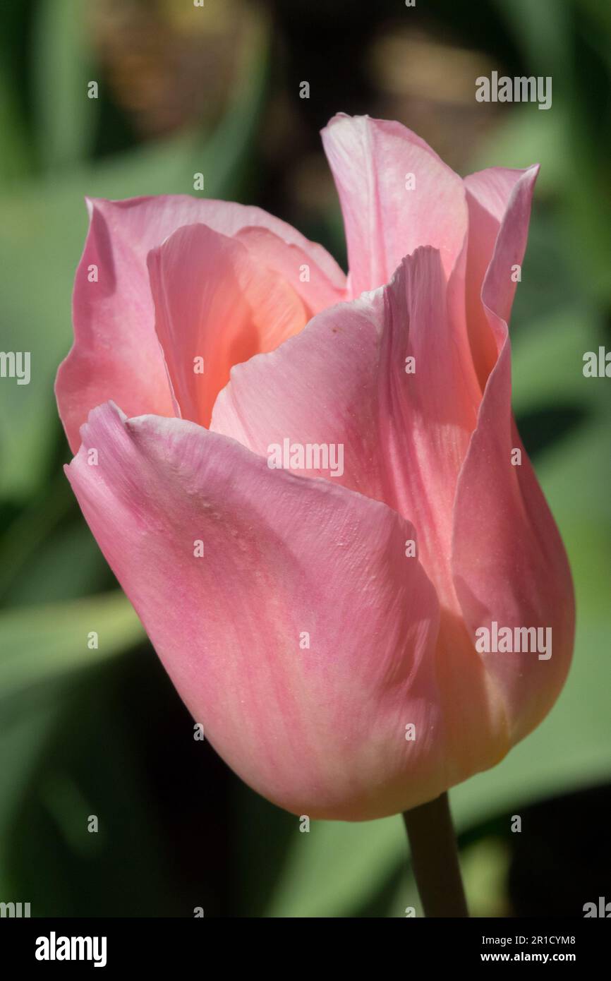 Tulipa 'Mango Charm', Salmon-pink Flower Stock Photo