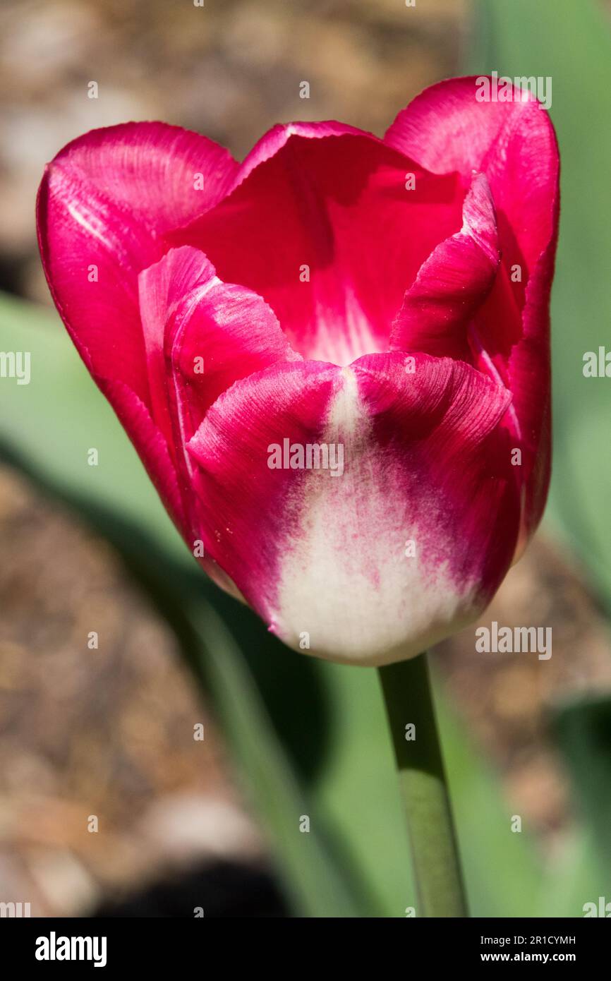 Tulip 'Garden Party', Flower, Portrait Stock Photo