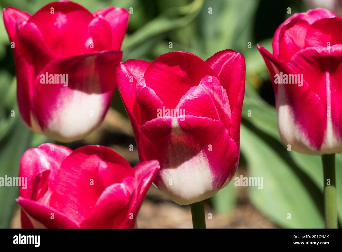 Red White Cultivar Tulip "Garden Party" Stock Photo