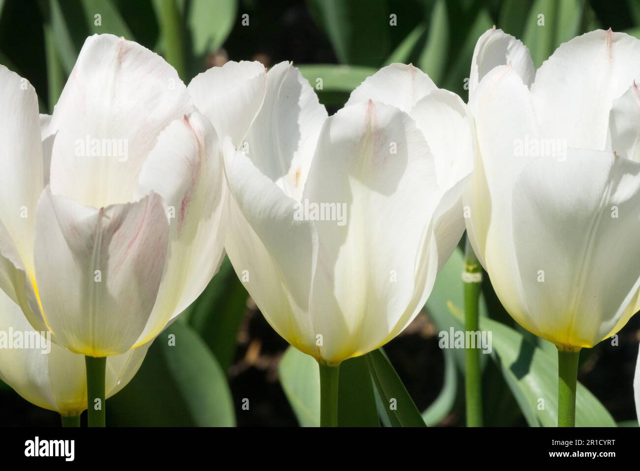 White Tulips, Tulipa 'Hemisphere'Tulip Stock Photo