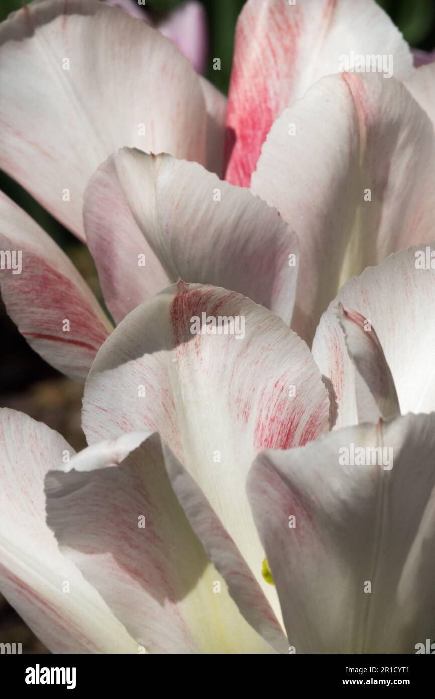 Tulip 'Hemisphere' Tulipa, White, Tulips Stock Photo