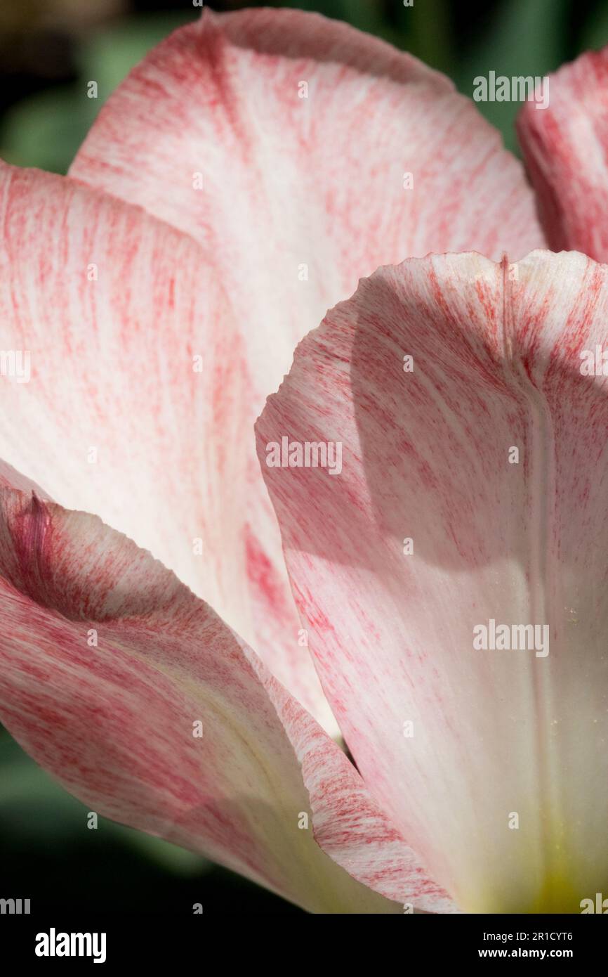 Bright, Cream, Cultivar, Flower, Creamy, Colour, Petals, Tulip 'Hemisphere' Tulipa Stock Photo