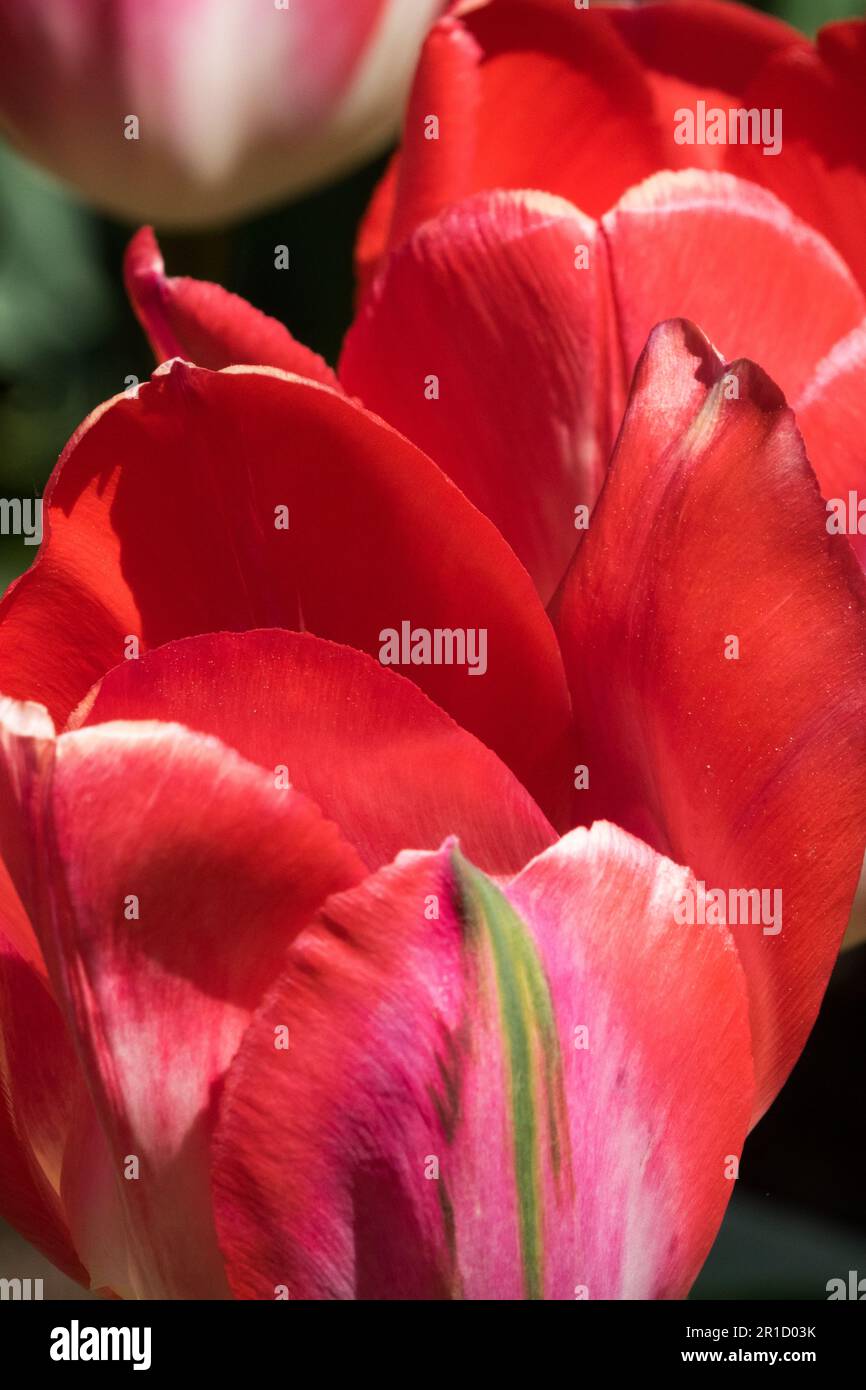 Red Tulip, Triumph, Cultivar Stock Photo