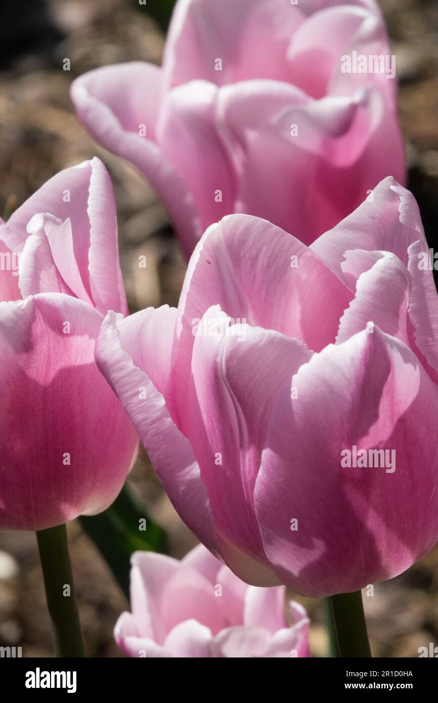 Pink Tulips, Tulip 'Gabriella' Tulipa Stock Photo