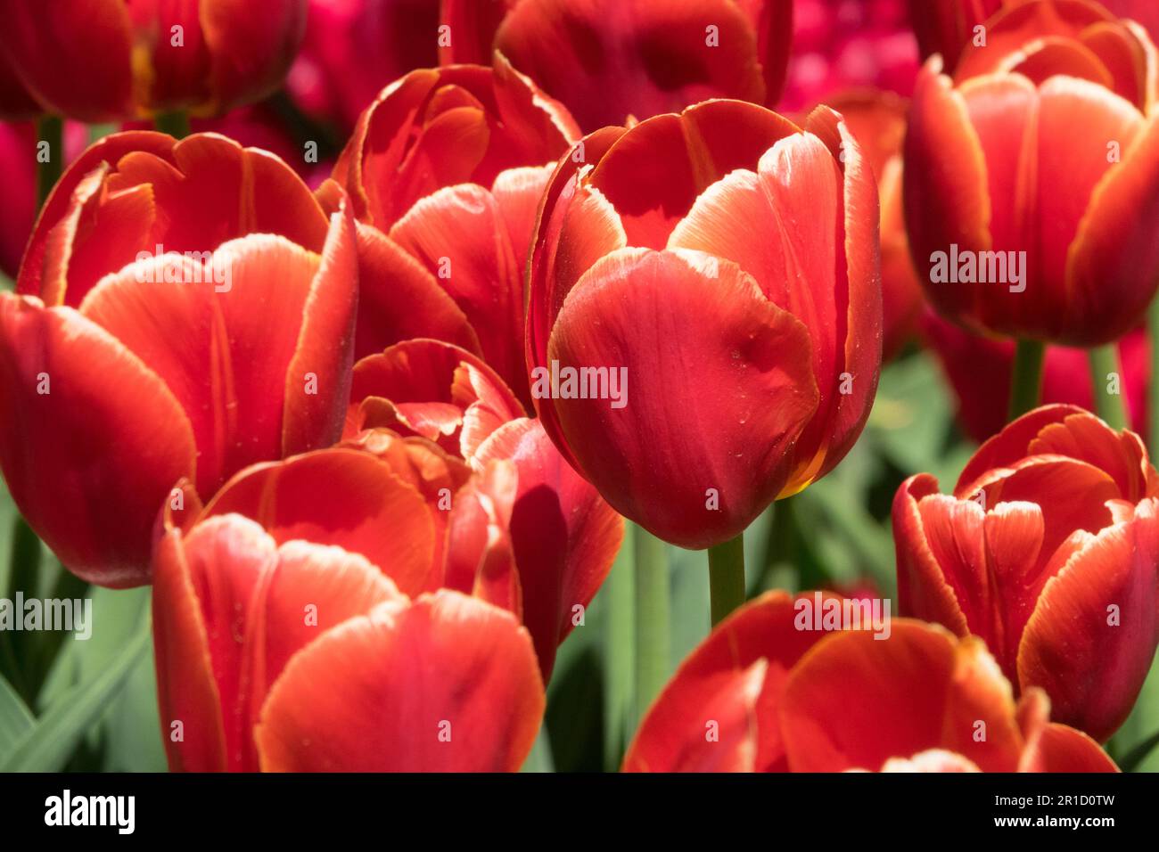 Liliaceae, Plants, Petals, Tulips 'Kees Nelis' Tulip Triumph, Red, Tulipa, Cultivar Stock Photo