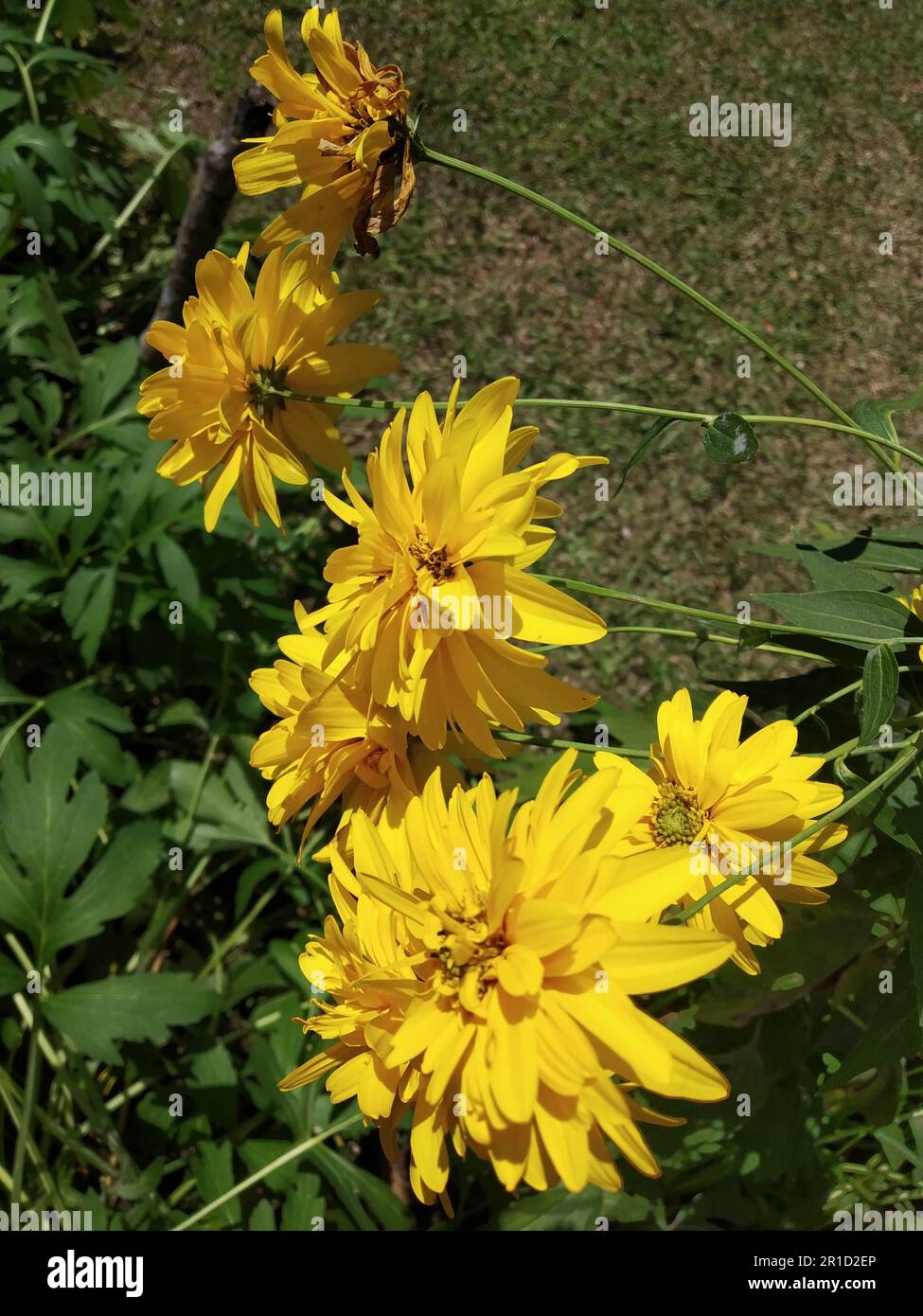 A close-up shot of Rudbeckia laciniata, the cutleaf coneflower ...