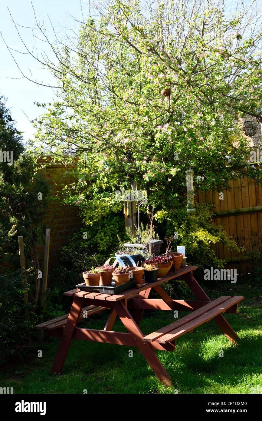 Garden Table with an Apple Tree (Malus  domestica) in blossom under which is a  Gold Splash Winter Creeper (Euonymus fortunei) in the background. Stock Photo