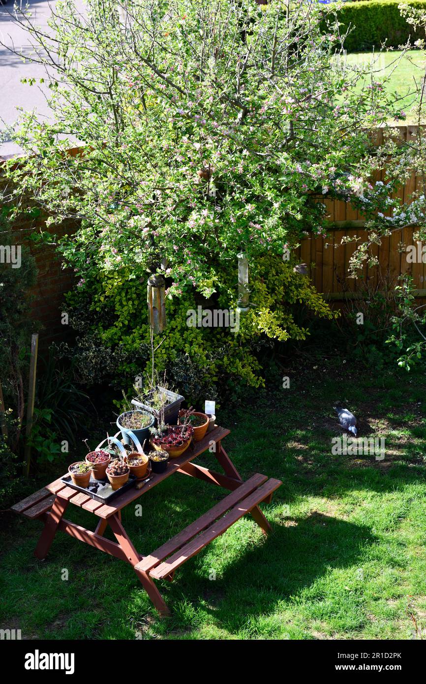 Garden Table with an Apple Tree (Malus  domestica) in blossom under which is a  Gold Splash Winter Creeper (Euonymus fortunei) in the background. Stock Photo