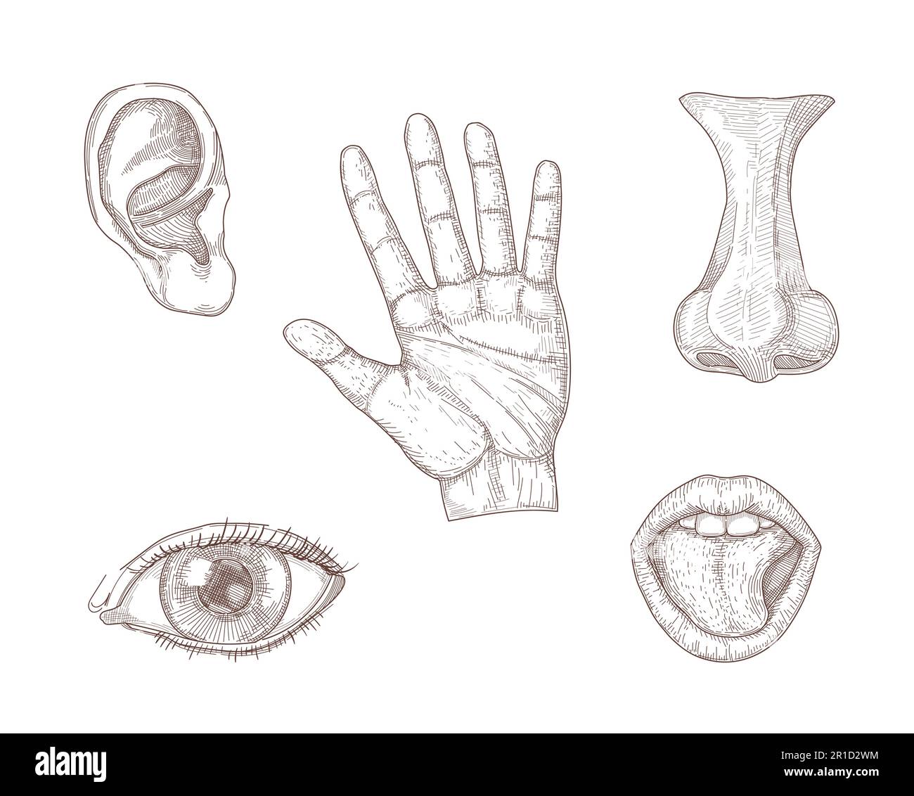 Five human senses hand drawn vector illustration set Stock Vector
