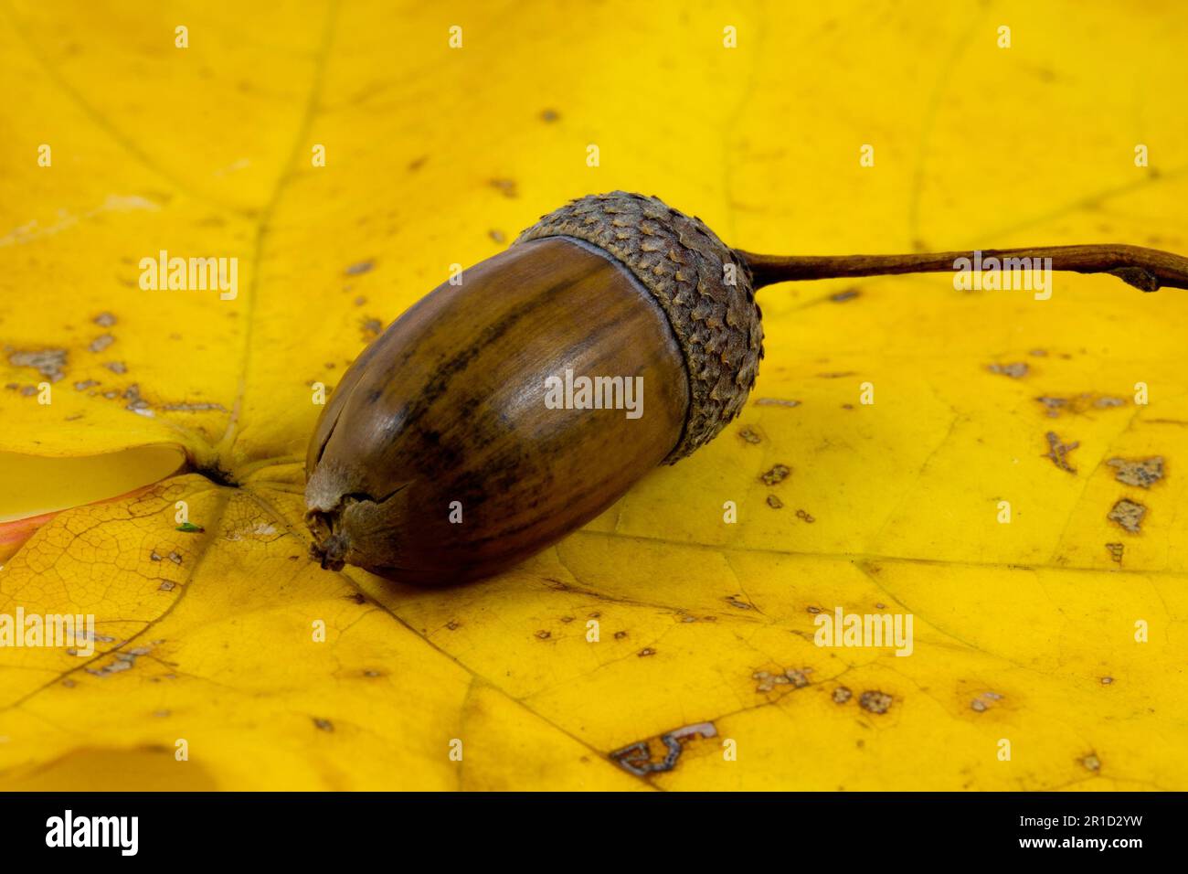 Detail of one acorn on yellow autumn leaf - fall season Stock Photo - Alamy