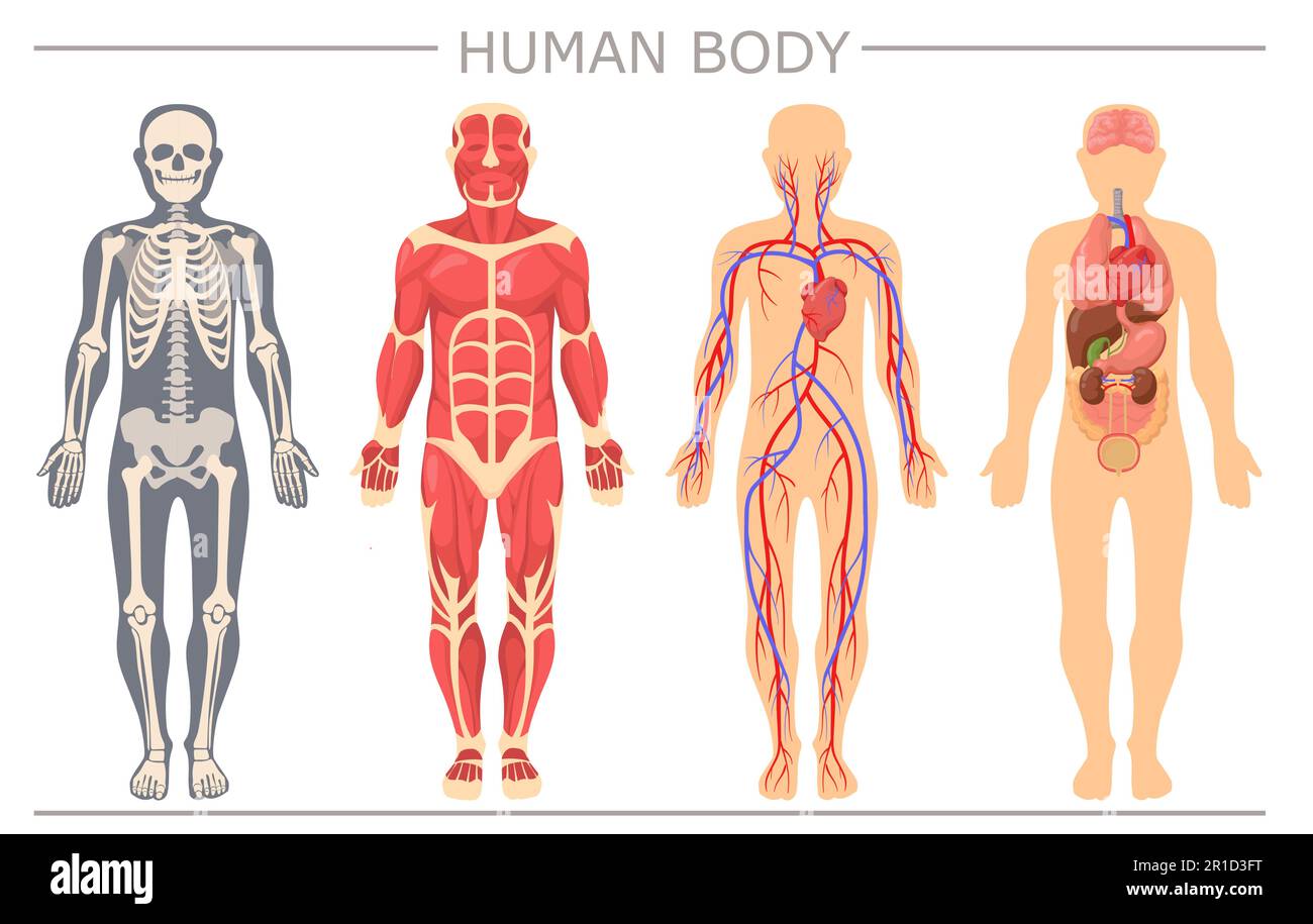 Human body structure set Stock Vector Image & Art - Alamy