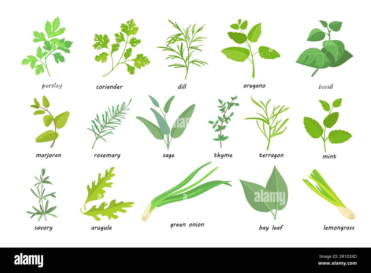 Creative green popular culinary herbs flat pictures set Stock Vector