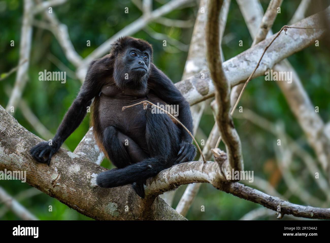 Mantled Howler Monkey - Alouatta palliata, beautiful noisy primate from Latin America forests and woodlands, Gamboa, Panama. Stock Photo