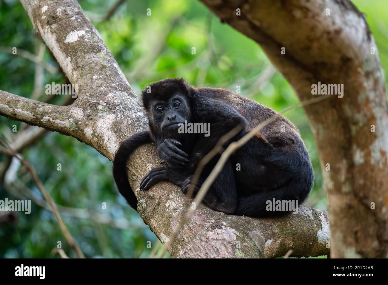 Mantled Howler Monkey - Alouatta palliata, beautiful noisy primate from Latin America forests and woodlands, Gamboa, Panama. Stock Photo