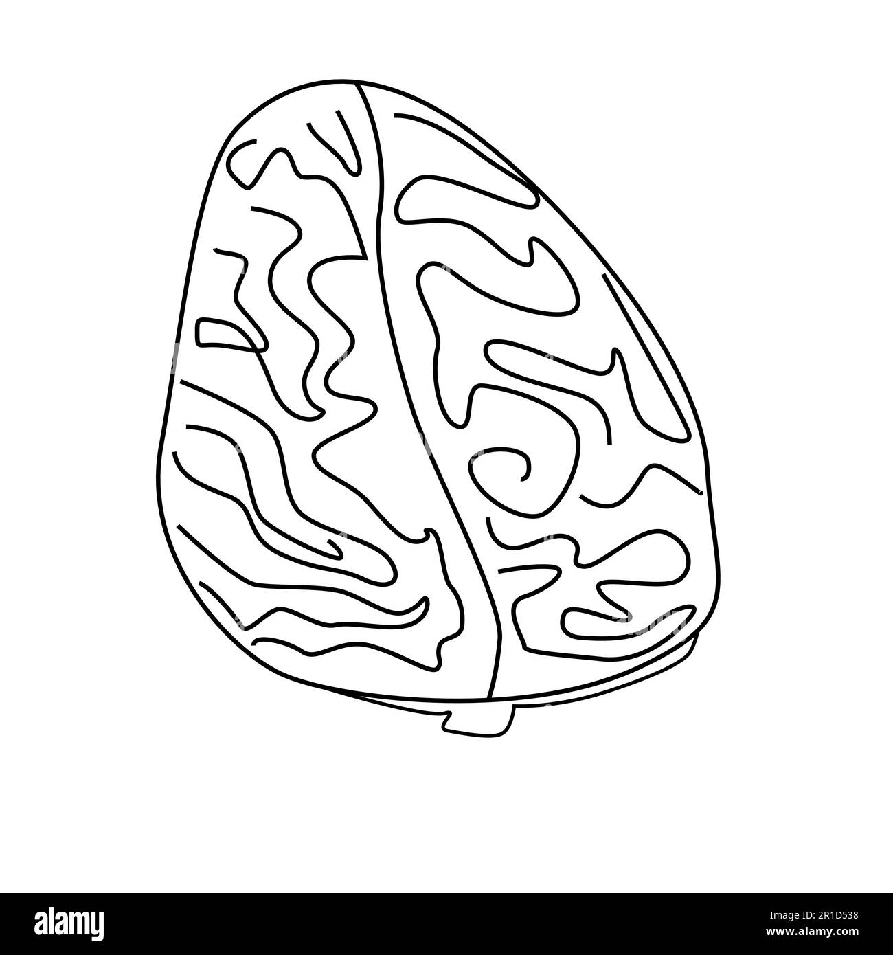 vector illustration of the human brain top view Stock Vector
