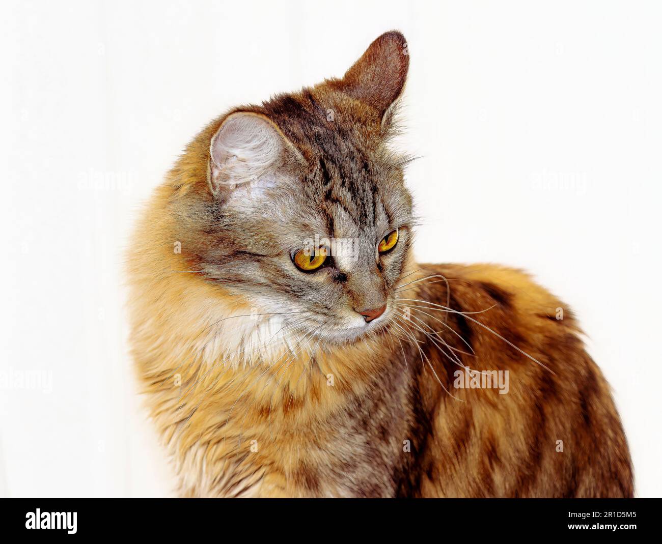 Portrait of beautiful Cats Stock Photo - Alamy