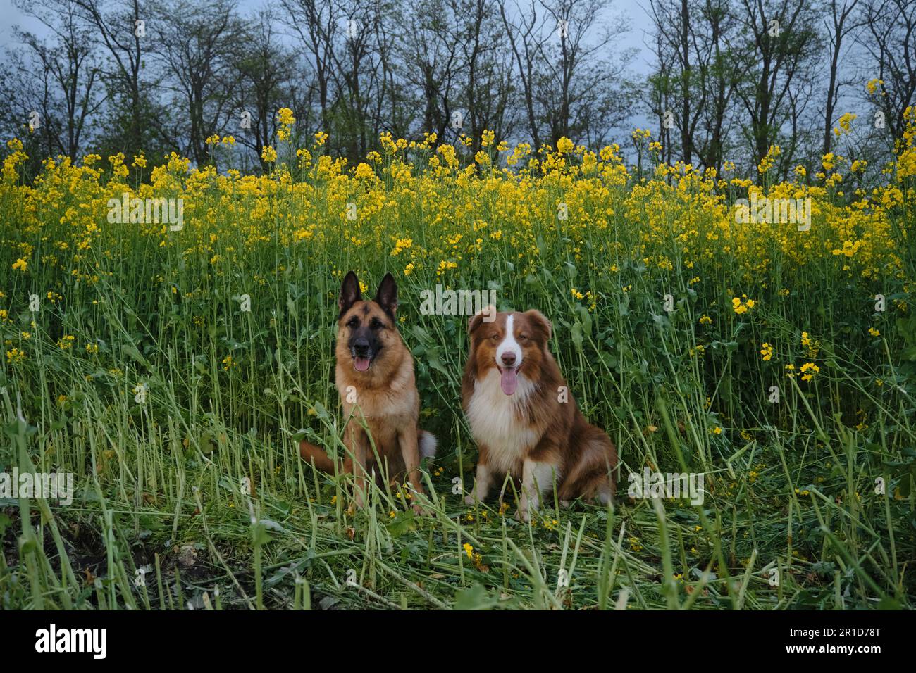 Beautiful German and Australian Shepherds are sitting in rapeseed field and smiling. Charming purebred dogs in blooming yellow field in flowers spring Stock Photo