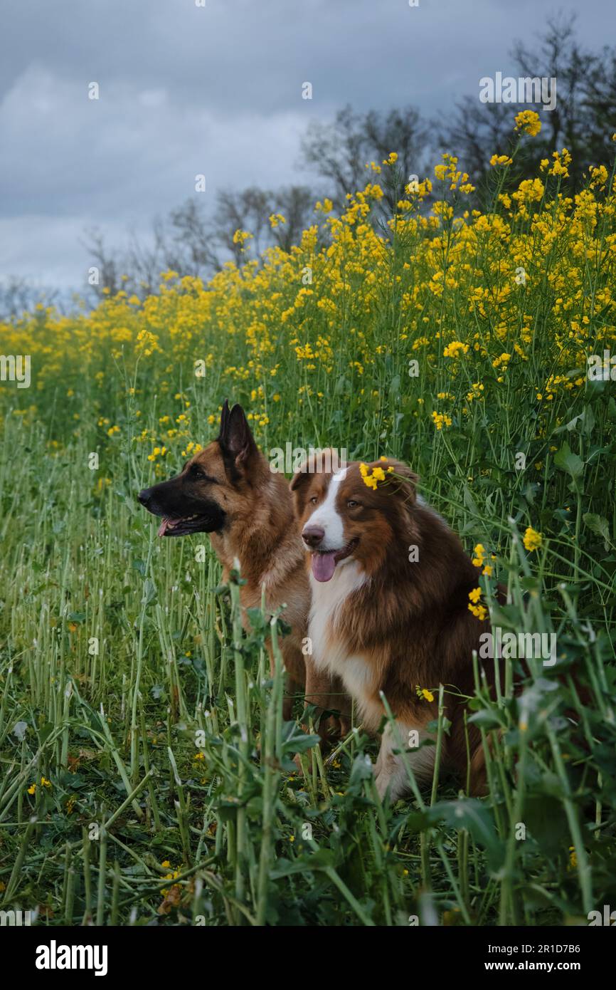 Beautiful German and Australian Shepherds are sitting in rapeseed field and smiling. Charming purebred dogs in blooming yellow field in flowers spring Stock Photo
