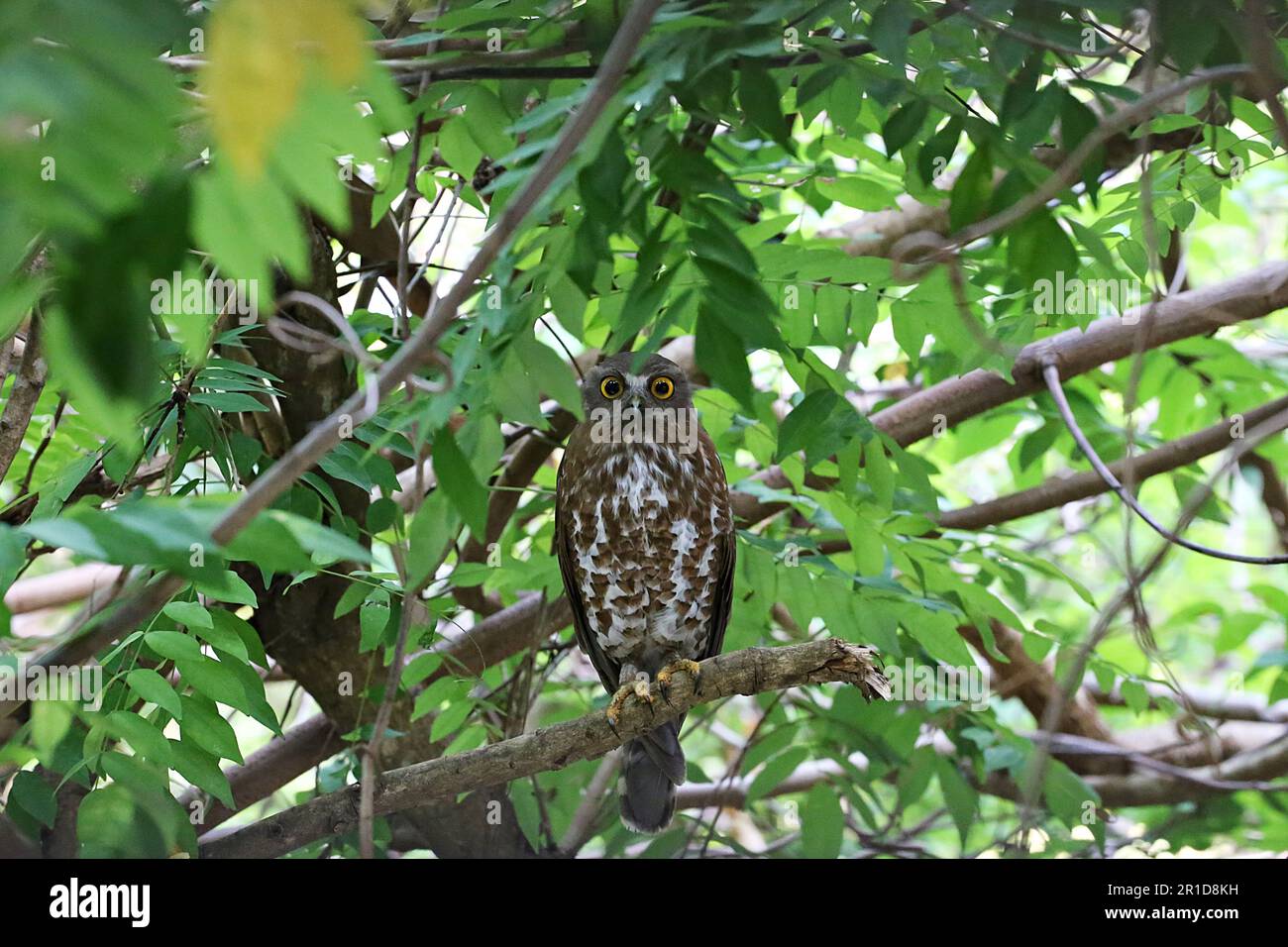 Least Concern bird Brown Hawk-owl or Ninox scutulata in Thailand Stock Photo